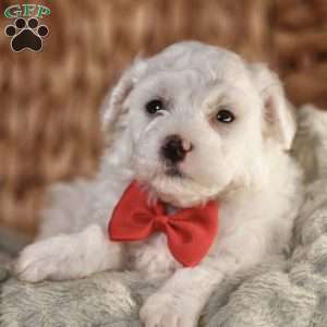 Bobby, Bichon Frise Puppy